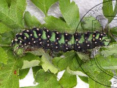 Павлиноглазка малая 002